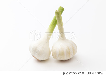 大蒜白背 大蒜白背 103043852