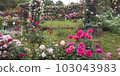 金谷玫瑰園 103043983