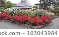 金谷玫瑰園 103043984