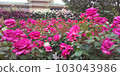 金谷玫瑰園 103043986