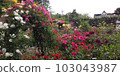 金谷玫瑰園 103043987