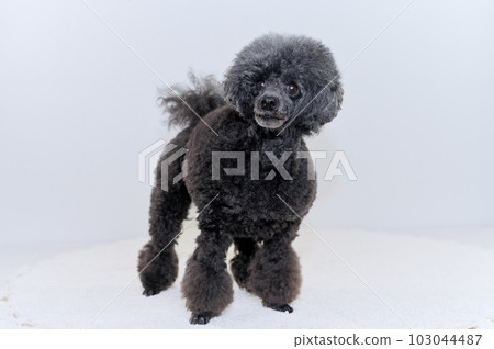 玩具貴賓犬 玩具貴賓犬 103044487