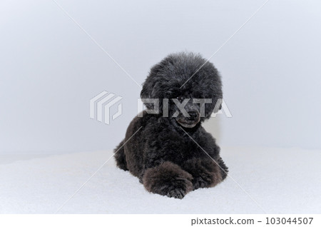 玩具貴賓犬 103044507