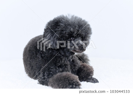 玩具貴賓犬 玩具貴賓犬 103044533