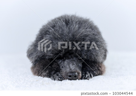 玩具貴賓犬 103044544
