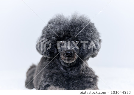 玩具貴賓犬 玩具貴賓犬 103044553