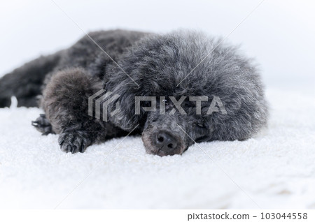 玩具貴賓犬 玩具貴賓犬 103044558