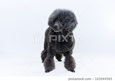玩具貴賓犬 103044565