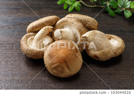 Shiitake Shiitake 103044816
