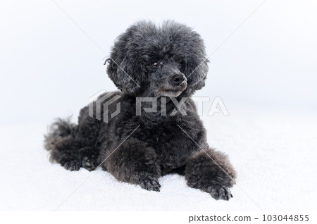 toy poodle toy poodle 103044855