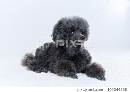toy poodle  103044868