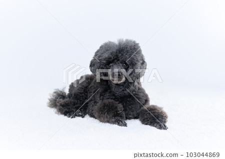 玩具貴賓犬 玩具貴賓犬 103044869