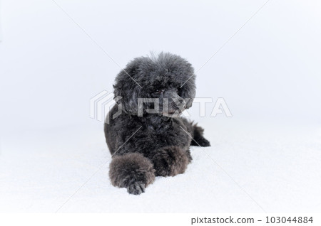 玩具貴賓犬 玩具貴賓犬 103044884