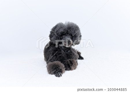 玩具貴賓犬 103044885
