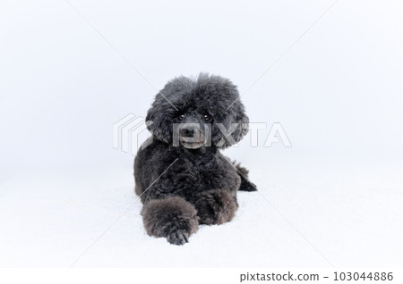 玩具貴賓犬 玩具貴賓犬 103044886