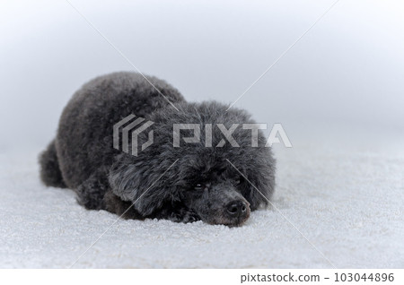 玩具貴賓犬 玩具貴賓犬 103044896