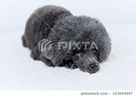 玩具貴賓犬 玩具貴賓犬 103044897