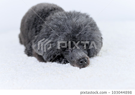 玩具貴賓犬 103044898