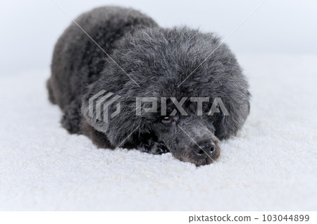 玩具貴賓犬 玩具貴賓犬 103044899