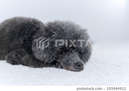 玩具貴賓犬 玩具貴賓犬 103044912