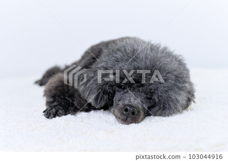 玩具貴賓犬 玩具貴賓犬 103044916