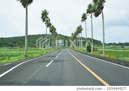 鹿兒島縣指宿市長崎鼻及周邊風景 103044927