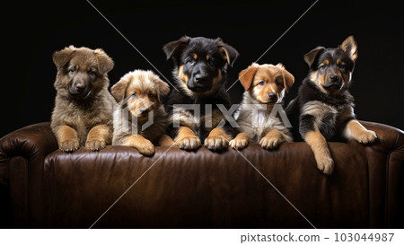 Litter Puppies in studio, portrait of cute puppy litter in a row on dark background, pets,dogs concept, adorable dog copy space 103044987