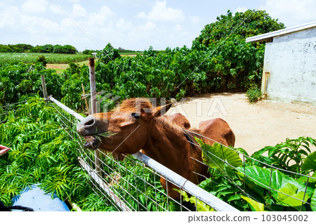 宮古島的牧場,可愛的宮古馬 宮古島的牧場,可愛的宮古馬 103045002