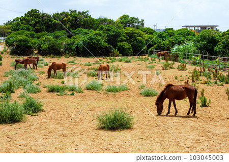 宮古島的牧場,可愛的宮古馬 宮古島的牧場,可愛的宮古馬 103045003