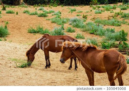 宮古島的牧場,可愛的宮古馬 宮古島的牧場,可愛的宮古馬 103045008