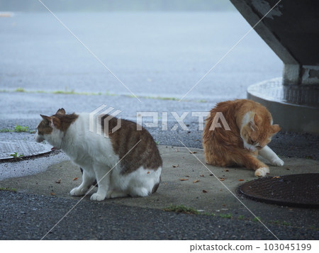 一家當地的貓撤離到建築物以避免被雨淋濕 一家當地的貓撤離到建築物以避免被雨淋濕 103045199