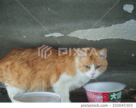 一家當地的貓撤離到建築物以避免被雨淋濕 一家當地的貓撤離到建築物以避免被雨淋濕 103045303