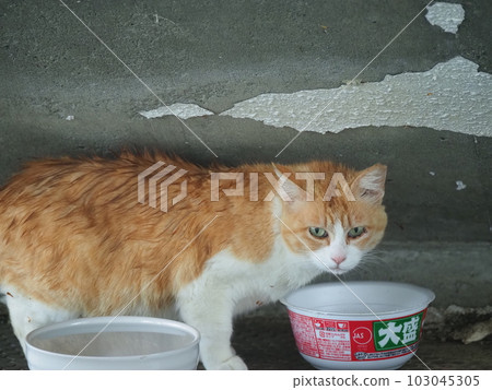 一家當地的貓撤離到建築物以避免被雨淋濕 一家當地的貓撤離到建築物以避免被雨淋濕 103045305