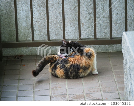 A family of local cats evacuating to a building to avoid getting wet from the rain 103045331
