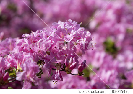 pink kirishima 103045453