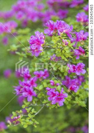 pink kirishima pink kirishima 103045465