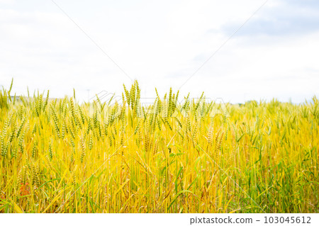 藍天和金色的麥田 103045612