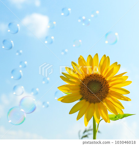 向日葵和肥皂泡 向日葵和肥皂泡 103046018