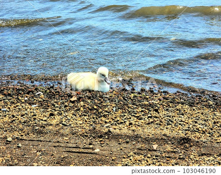 baby swan playing in the water baby swan playing in the water 103046190