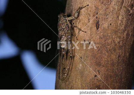 Creatures Insects Iwasakihimeharu cicada, a species endemic to the Yaeyama Islands. A female characterized by a long ovipositor. females don't cry 103046330