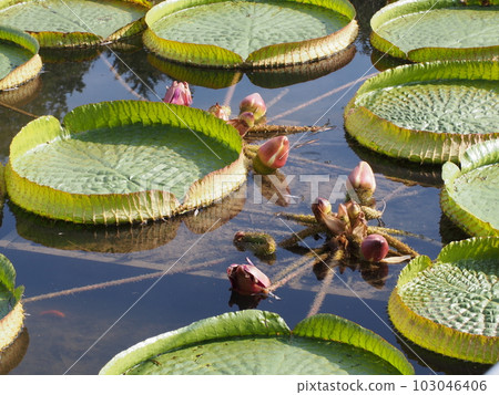 巴拉圭 Ionibus 學名：Victoria cruziana 103046406