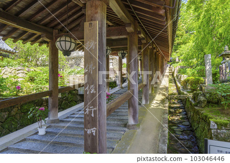 長谷寺登樓,牡丹花,新綠季節(奈良縣櫻井市初瀨) 長谷寺登樓,牡丹花,新綠季節(奈良縣櫻井市初瀨) 103046446