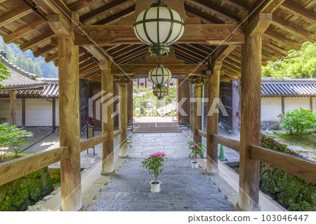 長谷寺登樓,牡丹花,新綠季節(奈良縣櫻井市初瀨) 長谷寺登樓,牡丹花,新綠季節(奈良縣櫻井市初瀨) 103046447