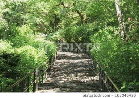 長谷寺參道，新綠季節（奈良縣櫻井市初瀨） 103046450