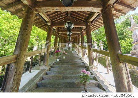 Hasedera Noboro, Peony flowers, Fresh green season (Hatsuse, Sakurai City, Nara Prefecture) 103046503