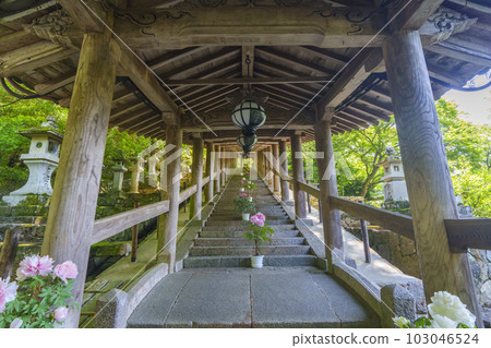 Hasedera Noboro, Peony flowers, Fresh green season (Hatsuse, Sakurai City, Nara Prefecture) 103046524