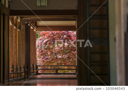 Hasedera Honbo Floor Momiji Reflection (Hatsuse, Sakurai City, Nara Prefecture) Hasedera Honbo Floor Momiji Reflection (Hatsuse, Sakurai City, Nara Prefecture) 103046543