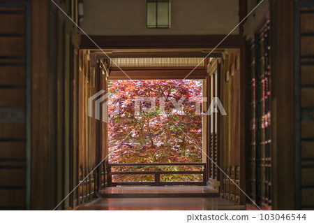 Hasedera Honbo Floor Momiji Reflection(奈良縣櫻井市初瀨) Hasedera Honbo Floor Momiji Reflection(奈良縣櫻井市初瀨) 103046544