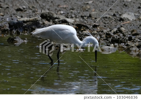 Heron 103046836