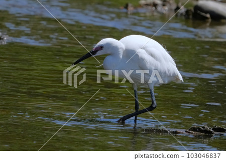 Heron 103046837